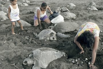 Personnes récoltant des oeufs de tortue olivâtre Costa Rica