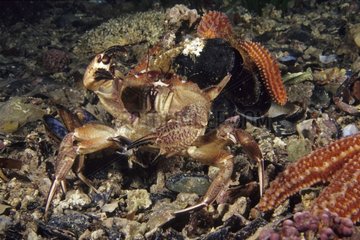 Crab eating Mussels help of its claws Australia