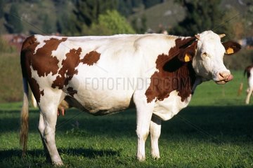 Montbeliarde cow in meadow Doubs France