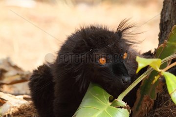 Portrait of Black Lemur ground in the forest - Madagascar