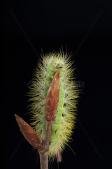 Pale Tussock (Calliteara pudibunda) caterpillar on a bud on black background