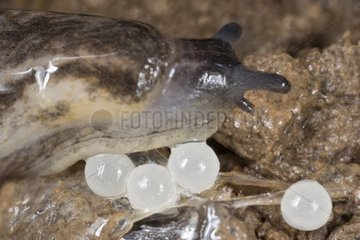 Slugs with her eggs