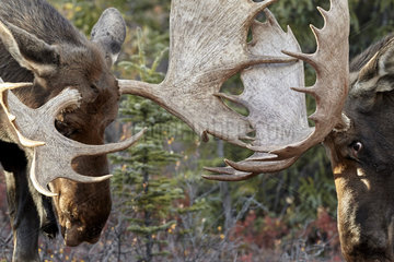 Alaskan Moose (Alces alces gigas) males fighting  Denali National Park  Alaska  USA