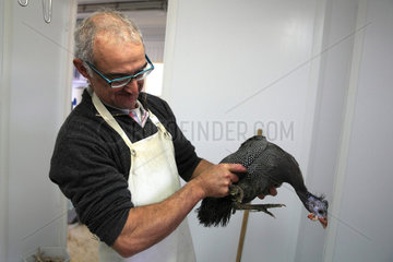 Artisan with organic guinea fowl before slaughter  Provence  France