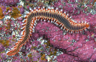 Fire worm (Hermodice carunculata) Tenerife  Canary Islands.