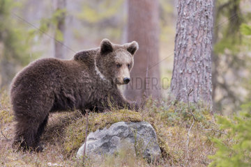 Brown bear (Ursus arctos) cub in forest  Finland