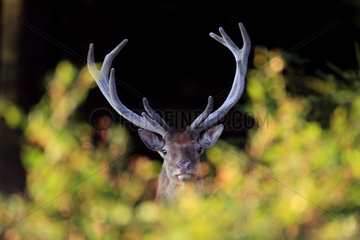 Red Deer (Cervus elaphus) male in velvet  Ardennes  Belgium