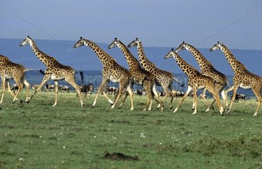 Troupeau de Girafes Masaïs courant dans la plaine Masaï Mara