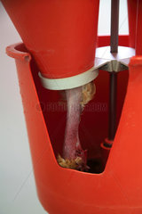 Organic chicken hanging in a funnel to recover blood after slaughter  Provence  France