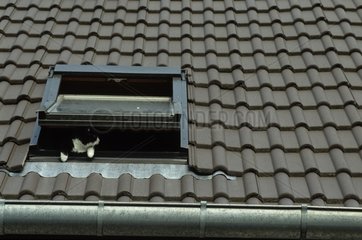 Fascinating cat supports on a window of roof France
