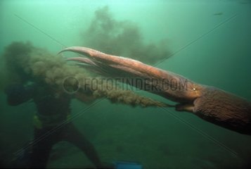 Pieuvre géante jetant son encre Colombie Britannique Canada