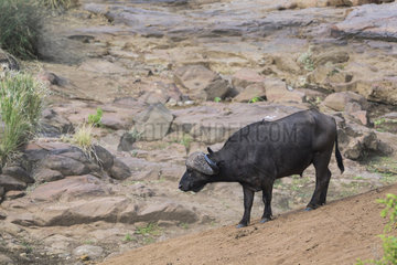 African Buffalo (Syncerus Caffer)  South Africa  Kruger national park