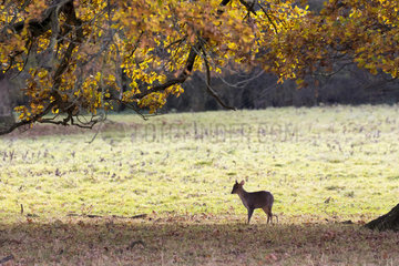 Reeves's muntjac (Muntiacus reevesi) Muntjac standing in a meadow  Autumn  England