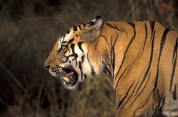 Tigre du Benagale PN de Bandhavgarh Inde