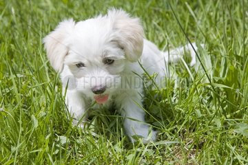 Bichon puppy dog sitting in grass France