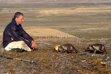 Trekker sat observing arctic fox cubs Canada