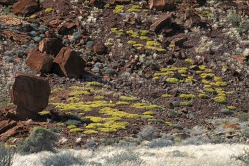 Yellow flowers on a rock slope of Burnt Mountain
