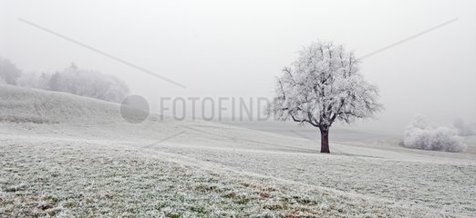 Frost on a grassland Ottenbach Canton of Zurich Switzerland