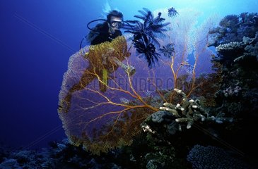 Plongeurs et Gorgone Grande Barrière de Corail Australie