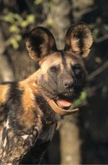 Portrait of Lycaon equipped with a radio collar Madikwe