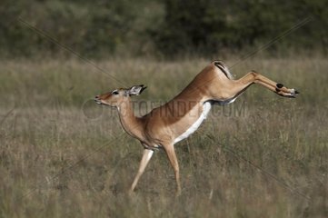 Impala jumping in the reserve of Masaï Mara Kenya
