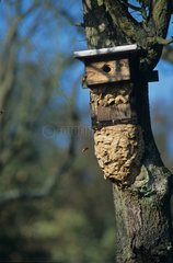 Frelon Nest unter einem französischen Vogelnest
