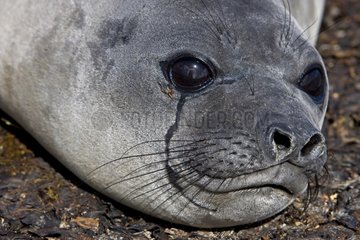 Portrait of young Northern elephant seal Falkland Islands