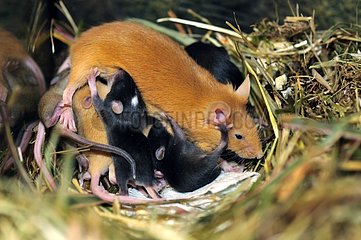 House mouse female nursing her young 10 days old