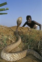 Homme Tamil et cobra sorti du terrier Inde