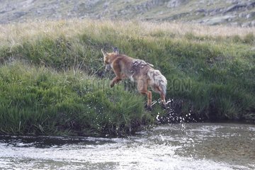 Red Fox jumping above a river Gran Paradiso National Park