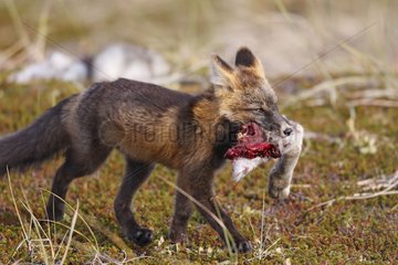 Young Red fox in dark phase eating a hare Nome Alaska