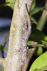Madagascar Dwarf Gecko on trunk - Madagascar