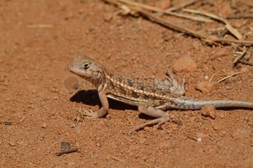 Three Eyed Lizard on ground - Madagascar
