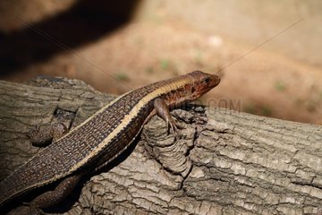 Broad-tailed Girdled Lizard on bark - Madagascar