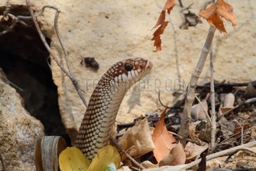 Speckled Hognose Snake - Madagascar