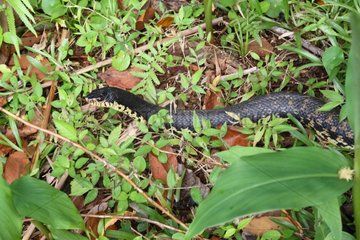 Giant Hognose Snake crawling undergrowth - Madagascar