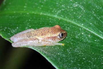 Bright-eyed Frog on a leaf - Andasibe Madagascar