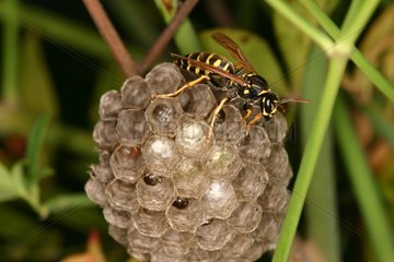 Social wasp on its nest Sieuras Ariege France
