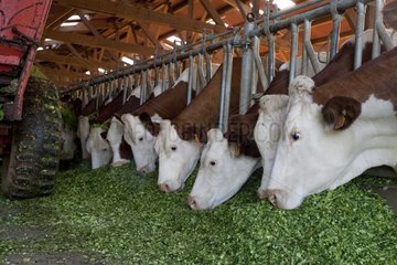 Montbéliard cows eating grass to feed barrier France