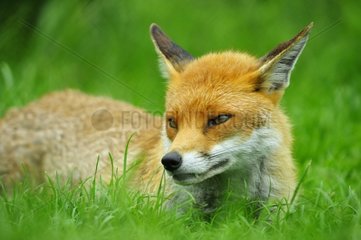 Red Fox resting in grass England