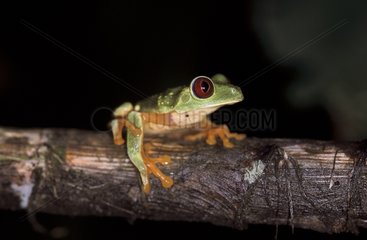 Red-eyed Treefrog on a branch Panama