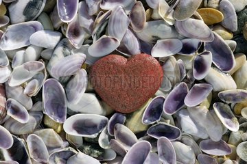 Boulder heart-shaped in the middle of shells tellines