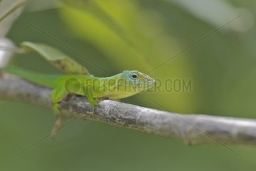 Green Anole on a branch south America