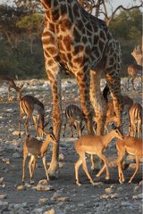 Giraffe and Impalas at watering place Etosha Namibia