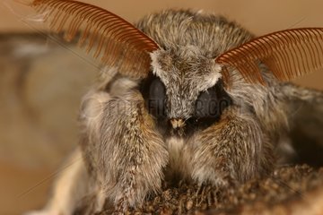 Portrait of beech moth Sieuras Ariege France