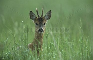 Roe buck at spring Germany