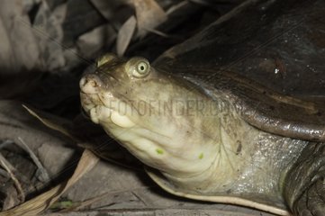 Portrait of Senegal Flapshell Turtle on ground