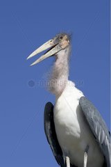 Portrait of Marabou Stork