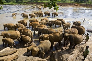 Inländische asiatische Elefanten baden Sri Lanka