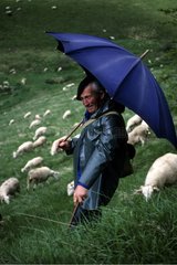 Pyrennean herdsman keeping sheeps under an umbrella France